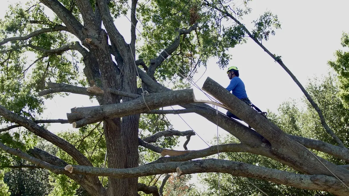 Professional Crown Thinning performed by certified arborists in Todd