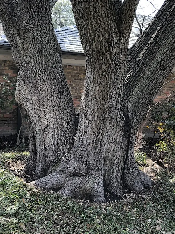 Mature heritage tree close to a Todd property cared for by certified arborists